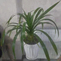 گل ‌پاندانوس