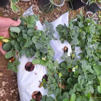 نهال توت فرنگی بالیشتی مخصوص آپارتمان و ویلا