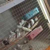 فنچ زبرا