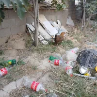 مرغ با جوجه