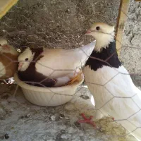 جفت طوقی باجوجه وتخم
