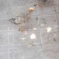 جوجه مرغ ۲ ماهه