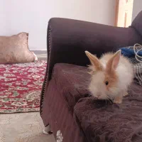 خرگوش لوپ