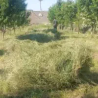 فروش یونجه