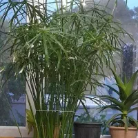 نخل مرداب
