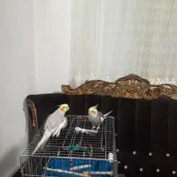 عروس هلندی نرسخنگو