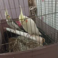 عروس هلندی نر