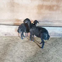 شیشک آبستن قره قزل میش قوچ افشار گاو گوساله