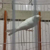 قناری سفید نر مست وکشیده