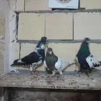 کفتر صید