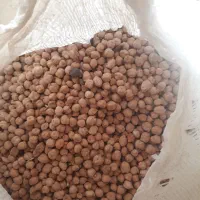 نخود بهاره