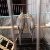 عروس هلندی ۵ ماهه