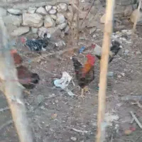 خروس محلی|حیوانات مزرعه|نورآباد, |دیوار