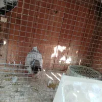 جفت کبوتر دمبی