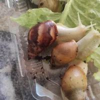 حلزون آچاتینا