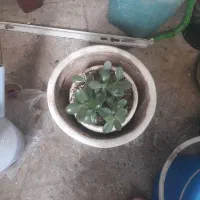 گل اپارتمانی