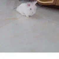 خرگوش عروسکی