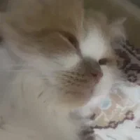 گمشده