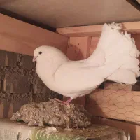 دم چتری|پرنده|یزد, |دیوار