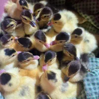 جوجه اردک روسی یک هفته ای