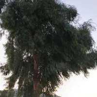 درخت بیو