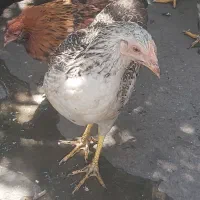 ۱۵ عدد مرغ و خروس