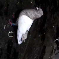 کبوتر کفتر