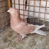 کفتر نر زرد