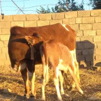 فروش گاو و گوساله