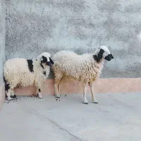 گوسفند چاق و چله جری با بره نره شیر پر