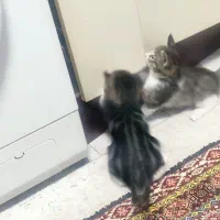 دو تا بچه گربه خانگی واگذار می‌شود
