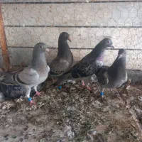 سبز و پولک