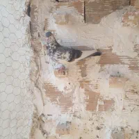 کفتر