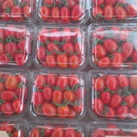 ظرف میوه یک بار مصرف