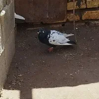 کبوتر سینه سیاه