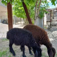بره نروماده