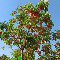فروش گیلاس