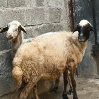 2عدد گوسفندماده جوان مناسب قربانی دونه ای18
