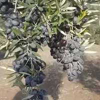 نهال زیتون خوراکی سیاه روغنی