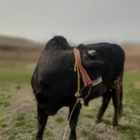 سلاخی آنلاین...