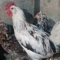 خروس گلین شیش ماه نژاد دار چهل تاج