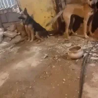 سگ ژرمن