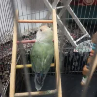 طوطی کوتوله برزیلی