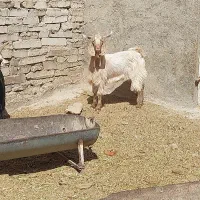 نر چاق