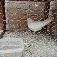 کبوتر سفید پاک پرپا تازه نر