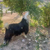 دوبر روزگاری