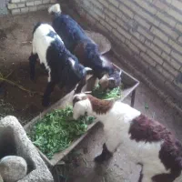 بز نر|حیوانات مزرعه|دزفول, |دیوار