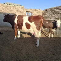 تلیسه شکم اول