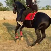 اسب تروبرد نریان