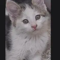 واگذاری رایگان